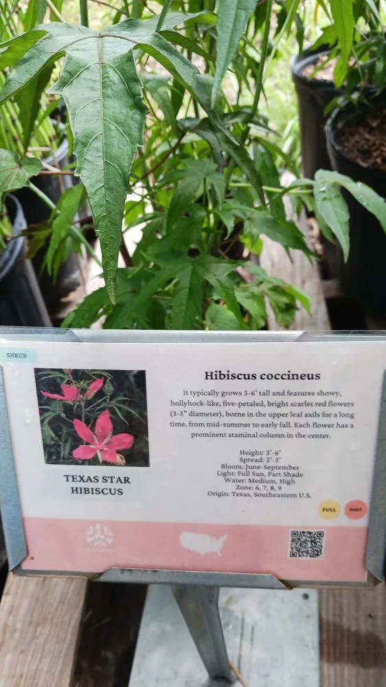 Local landscape design in Arlington, TX - Native Gardeners