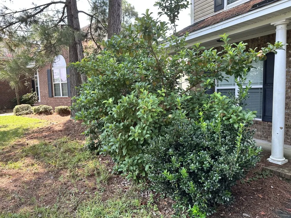 Custom yard maintenance in Savannah, GA by Native Ground Landscaping