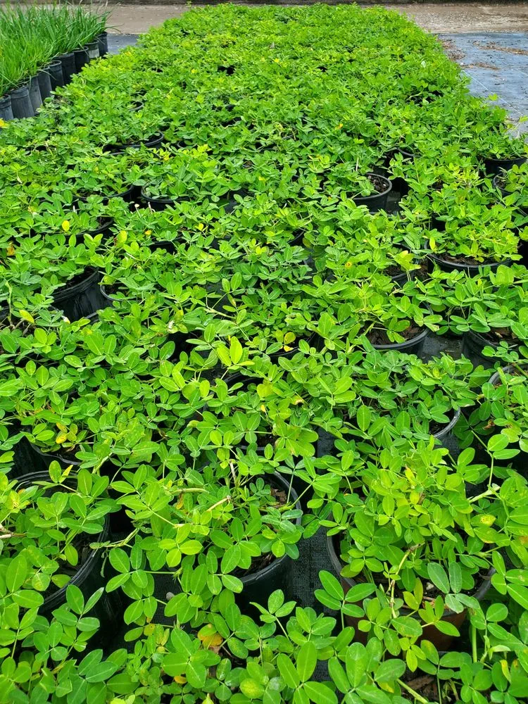 Affordable yard maintenance in St. Petersburg, FL - Native Jungle