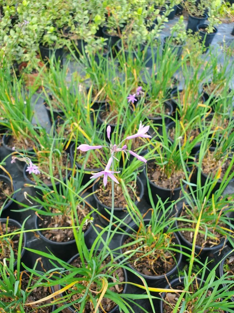 Reliable lawn mowing service experts serving St. Petersburg, FL - Native Jungle