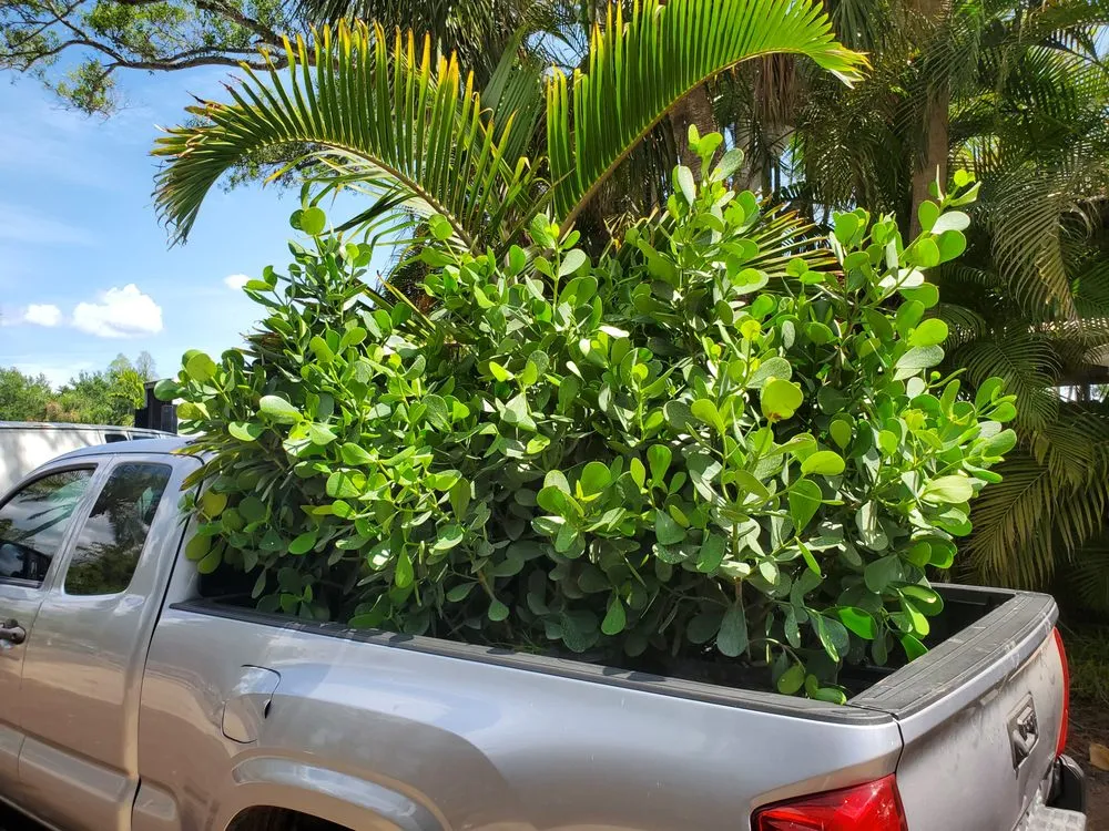 Affordable lawn mowing service in St. Petersburg, FL by Native Jungle