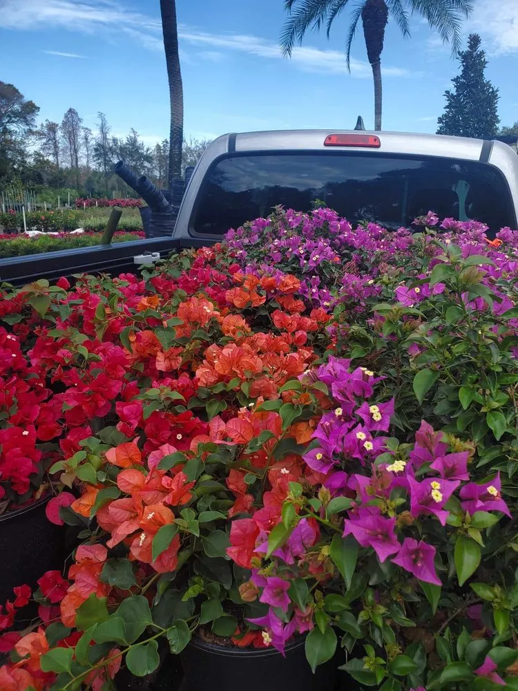 Expert landscape design near you across St. Petersburg, FL - Native Jungle