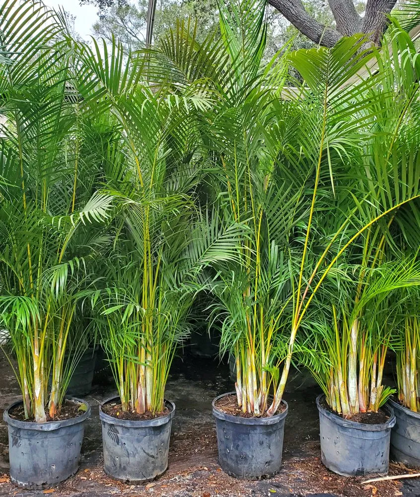 Trusted residential landscaping experts serving St. Petersburg, FL - Native Jungle