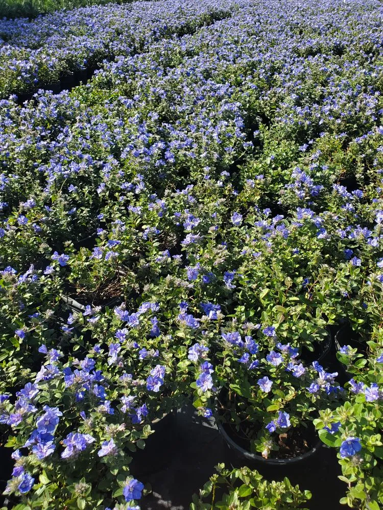 Reliable lawn care service for beautiful yards across St. Petersburg, FL - Native Jungle