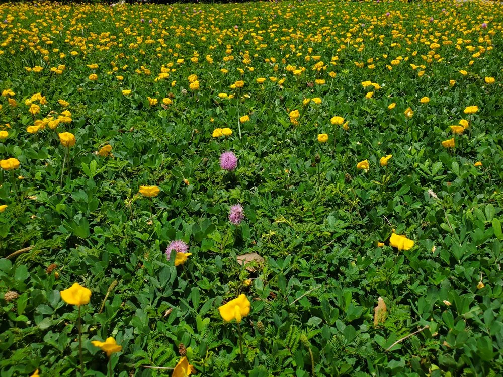 Local garden landscaping with custom design in St. Petersburg, FL by Native Jungle