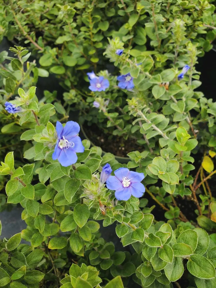 Top-rated yard maintenance for homes in St. Petersburg, FL by Native Jungle