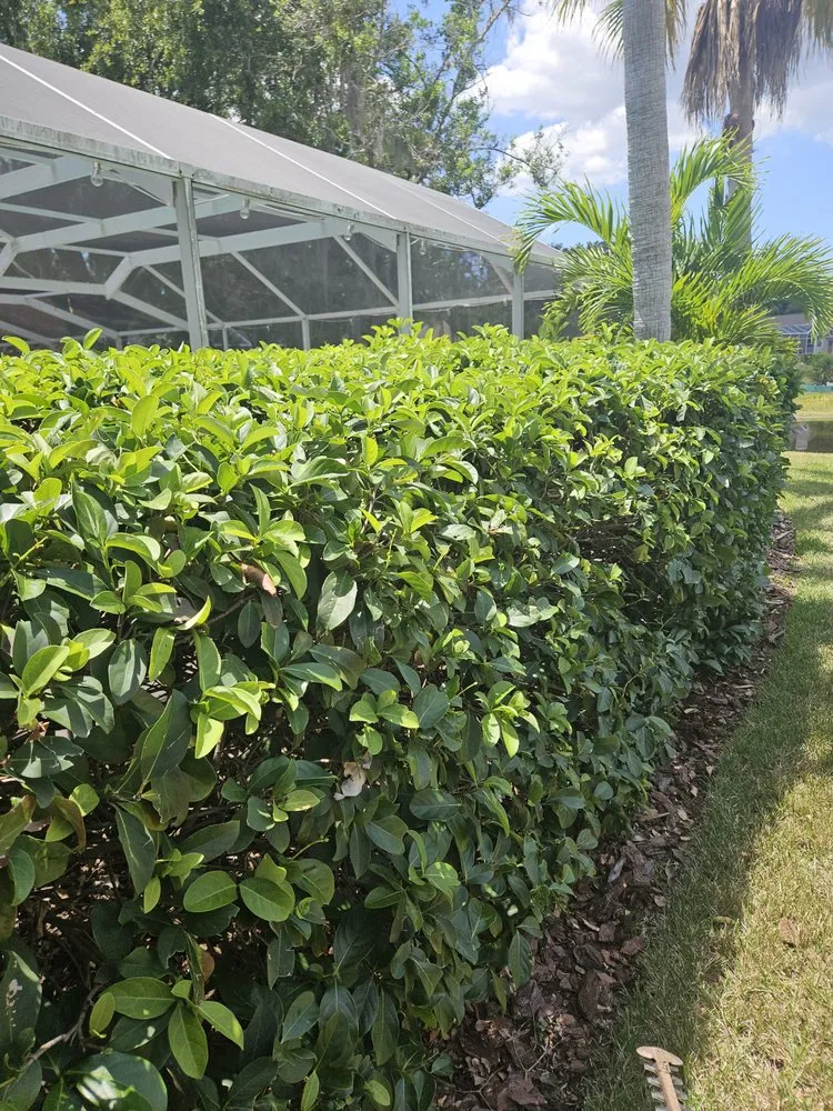 Expert yard cleanup service for homes in Brooksville, FL by Native Land and Pool Care