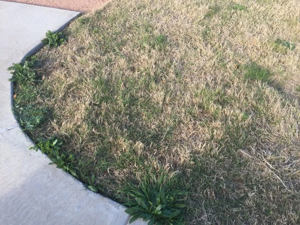 Local landscape design in Cedar Park, TX - Native Land Design