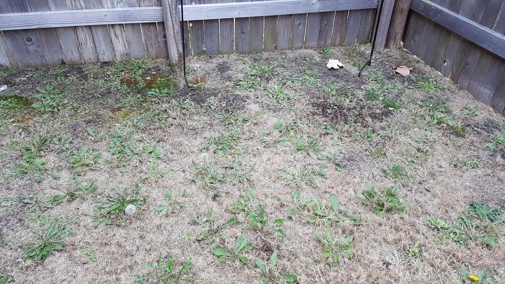 Expert yard maintenance in Cedar Park, TX by Native Land Design