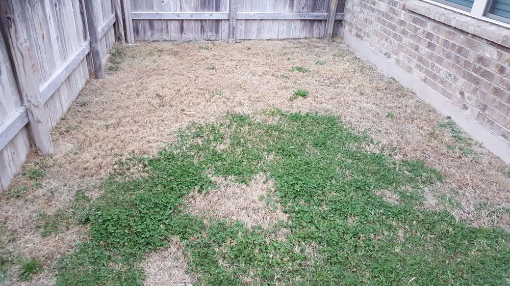 Expert landscaping services for homes across Cedar Park, TX - Native Land Design