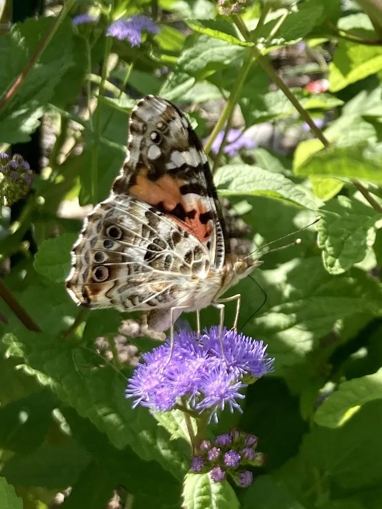 Local lawn mowing service experts serving Norwalk, CT - Native Landscapes