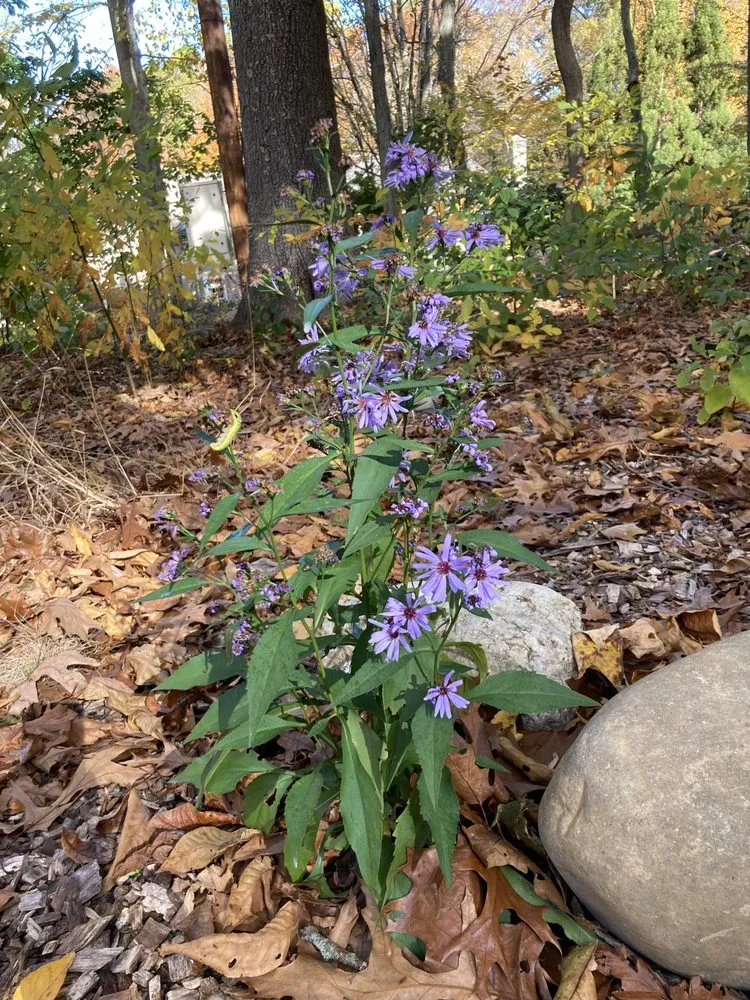 Affordable residential landscaping in Norwalk, CT by Native Landscapes