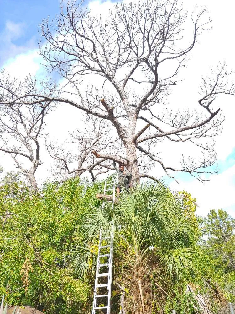 Trusted lawn care service for homes in Port St Lucie, FL by Native Landscapes