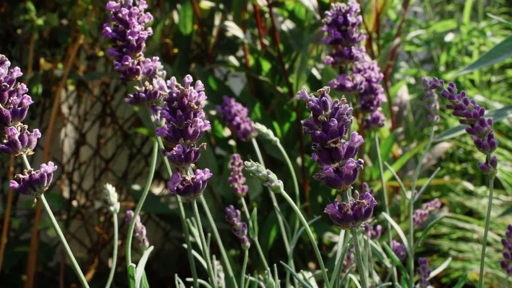 Affordable landscape installation in Brooklyn, NY by Native NY Gardens