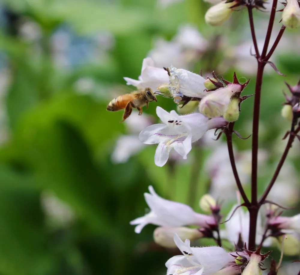 Expert outdoor landscaping in Brooklyn, NY by Native NY Gardens