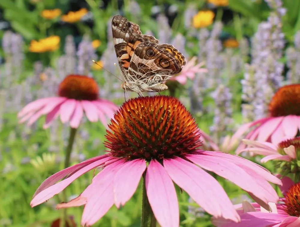 Reliable landscaping services in Brooklyn, NY - Native NY Gardens