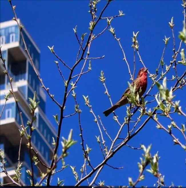 Trusted lawn mowing service for year-round maintenance across Brooklyn, NY - Native NY Gardens