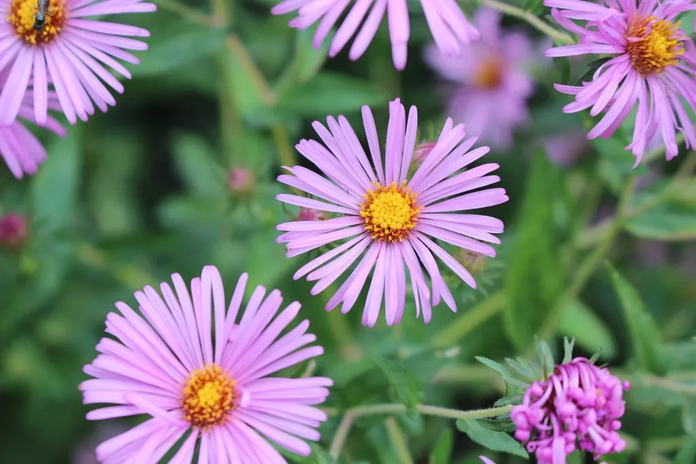 Affordable landscape installation in Brooklyn, NY by Native NY Gardens