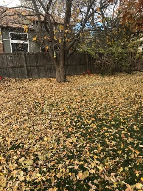 Expert landscape installation in Littleton, CO - Native Outdoor Care