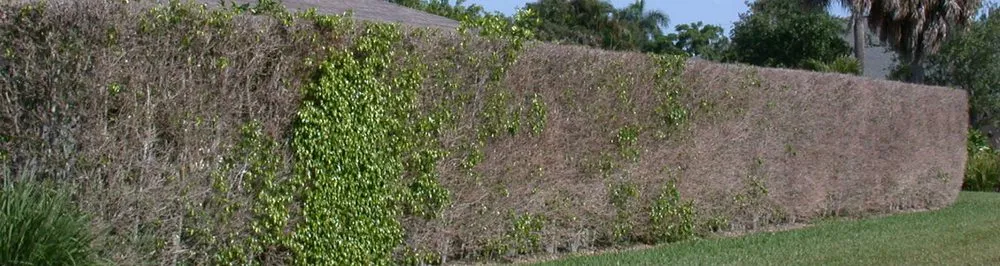 Professional residential landscaping experts serving Jupiter, FL - Native Pest Control