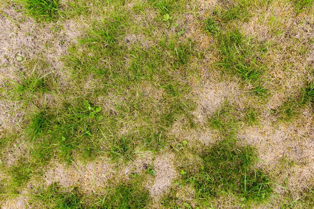 Trusted residential landscaping for year-round maintenance across Jupiter, FL - Native Pest Control