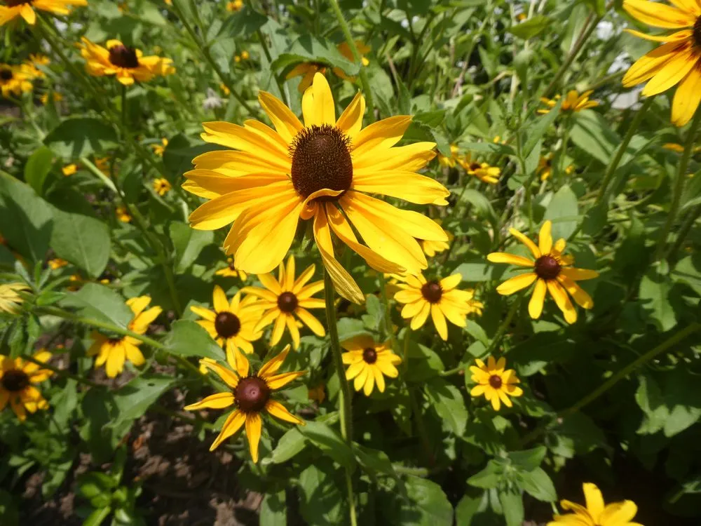 Professional landscape design in North Potomac, MD - Native Plant Scapes