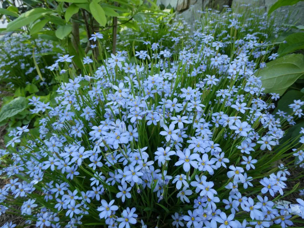 Reliable landscaping services in North Potomac, MD - Native Plant Scapes