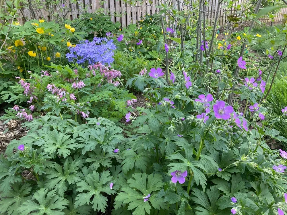 Local yard cleanup service for residential properties across North Potomac, MD - Native Plant Scapes