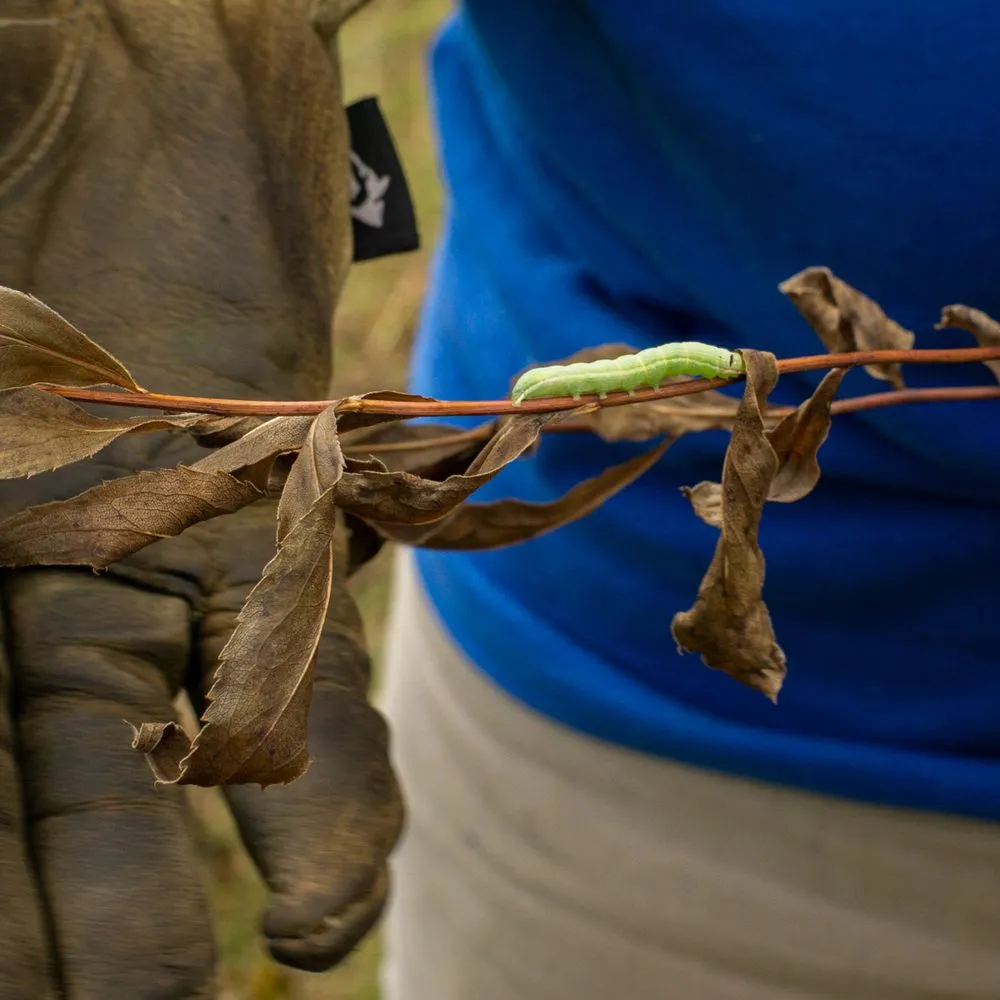 Reliable outdoor landscaping for homes in West Saint Paul, MN by Native Resource Preservation
