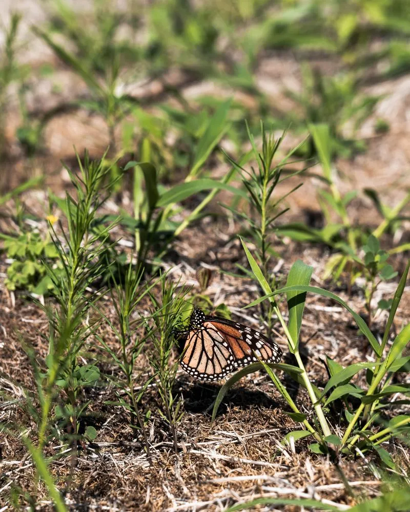 Affordable landscape installation for beautiful yards across West Saint Paul, MN - Native Resource Preservation