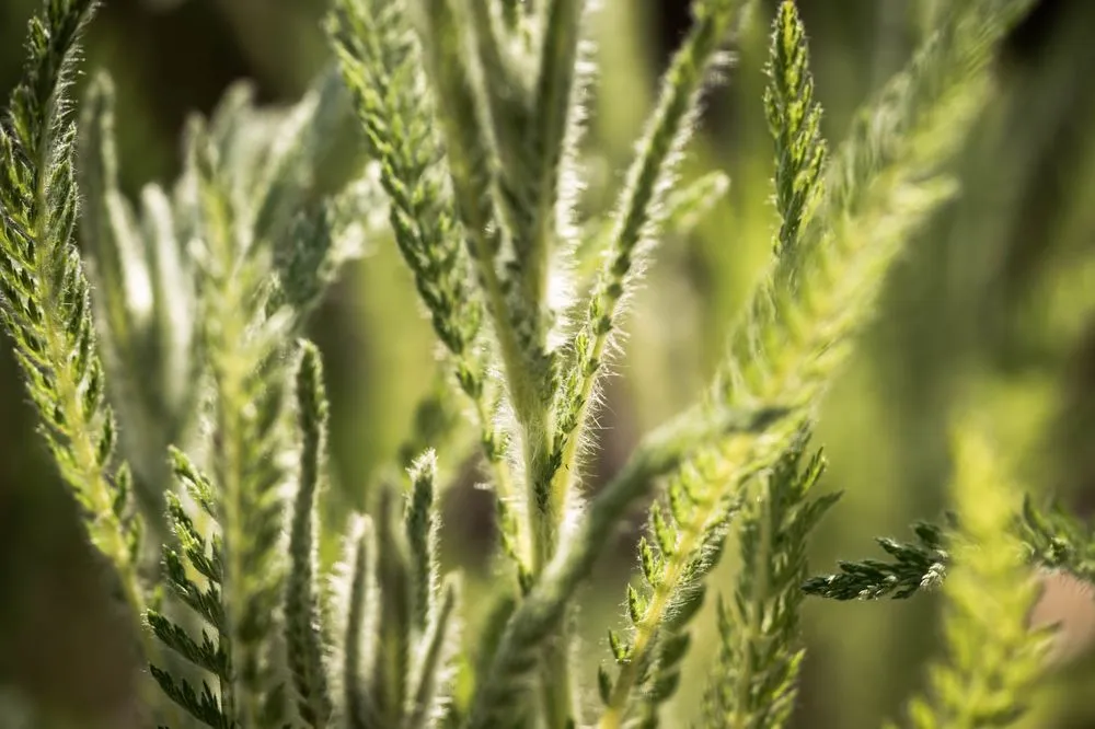 Top-rated outdoor landscaping in West Saint Paul, MN by Native Resource Preservation
