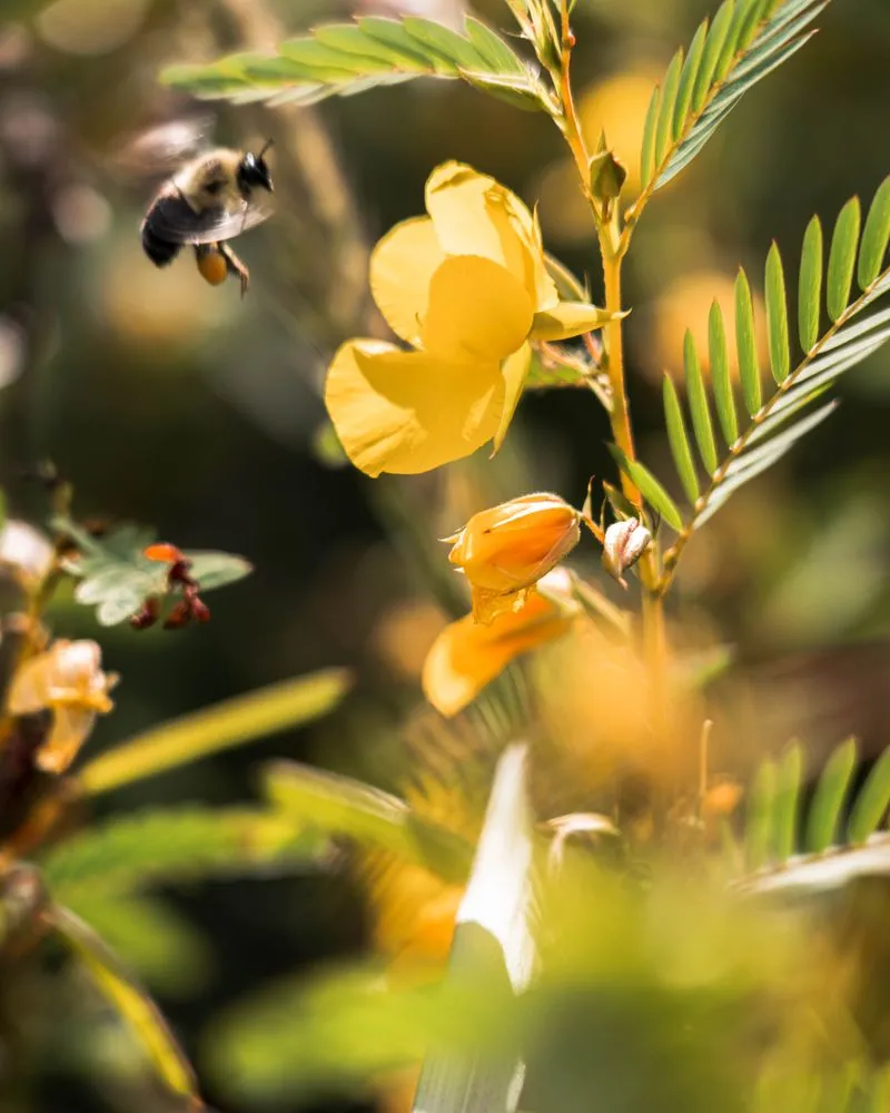Professional residential landscaping for residential properties across West Saint Paul, MN - Native Resource Preservation
