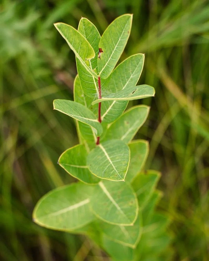 Local outdoor landscaping for outdoor upgrades in West Saint Paul, MN by Native Resource Preservation