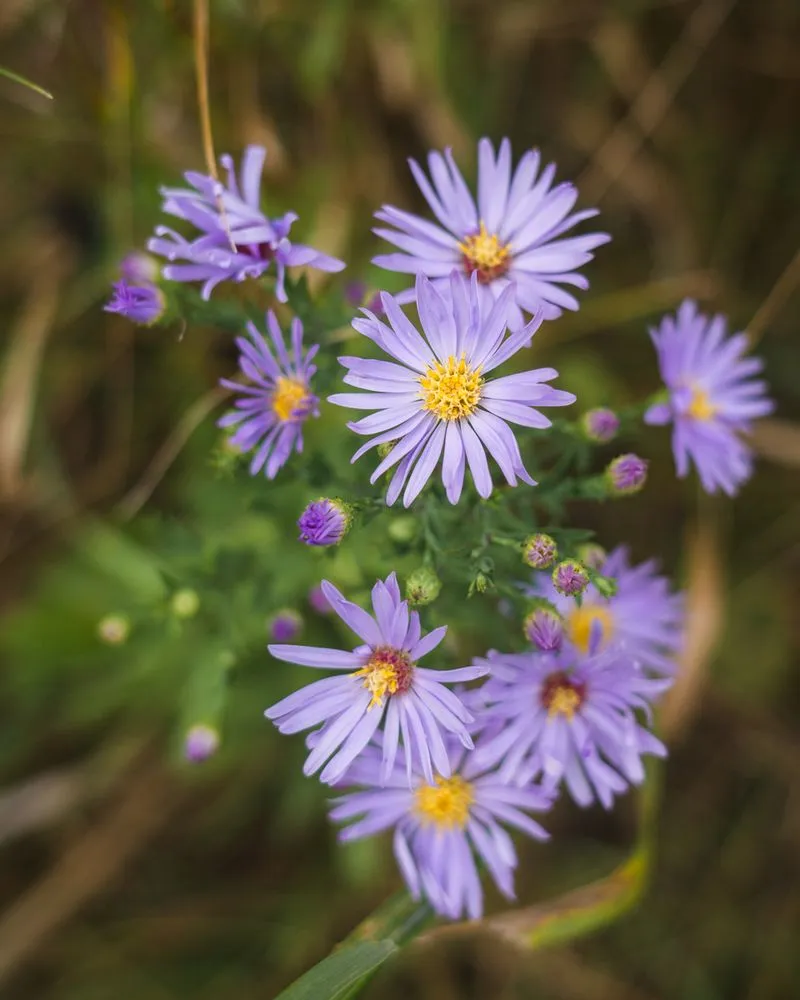 Top-rated residential landscaping in West Saint Paul, MN by Native Resource Preservation