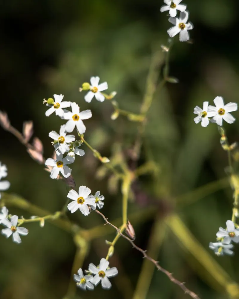 Affordable lawn care service in West Saint Paul, MN - Native Resource Preservation