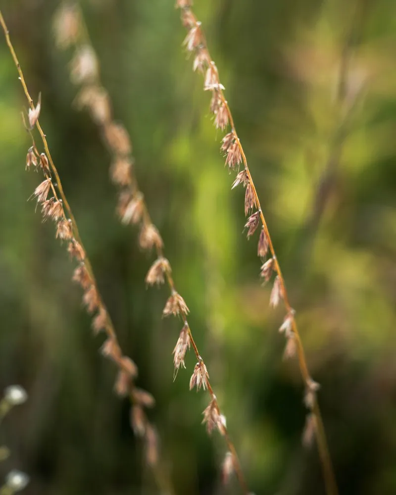 Expert landscape installation for year-round maintenance in West Saint Paul, MN by Native Resource Preservation
