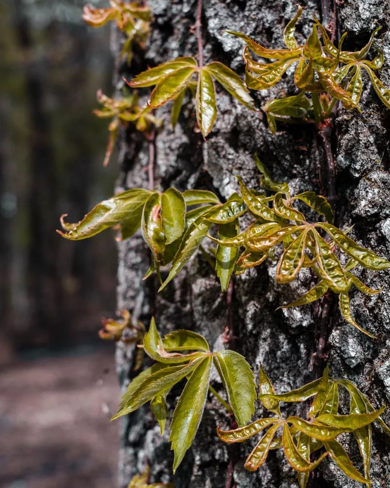 Local outdoor landscaping in West Saint Paul, MN - Native Resource Preservation