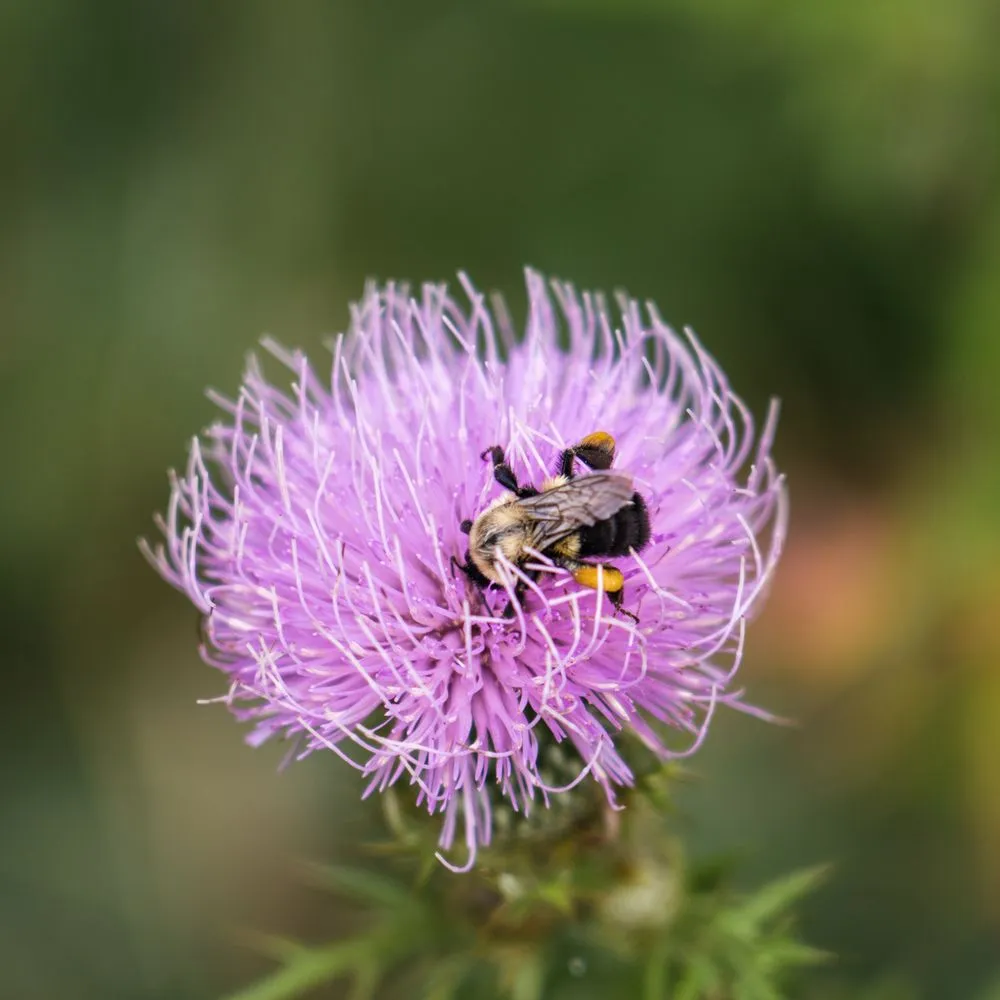 Top-rated lawn care service in West Saint Paul, MN by Native Resource Preservation