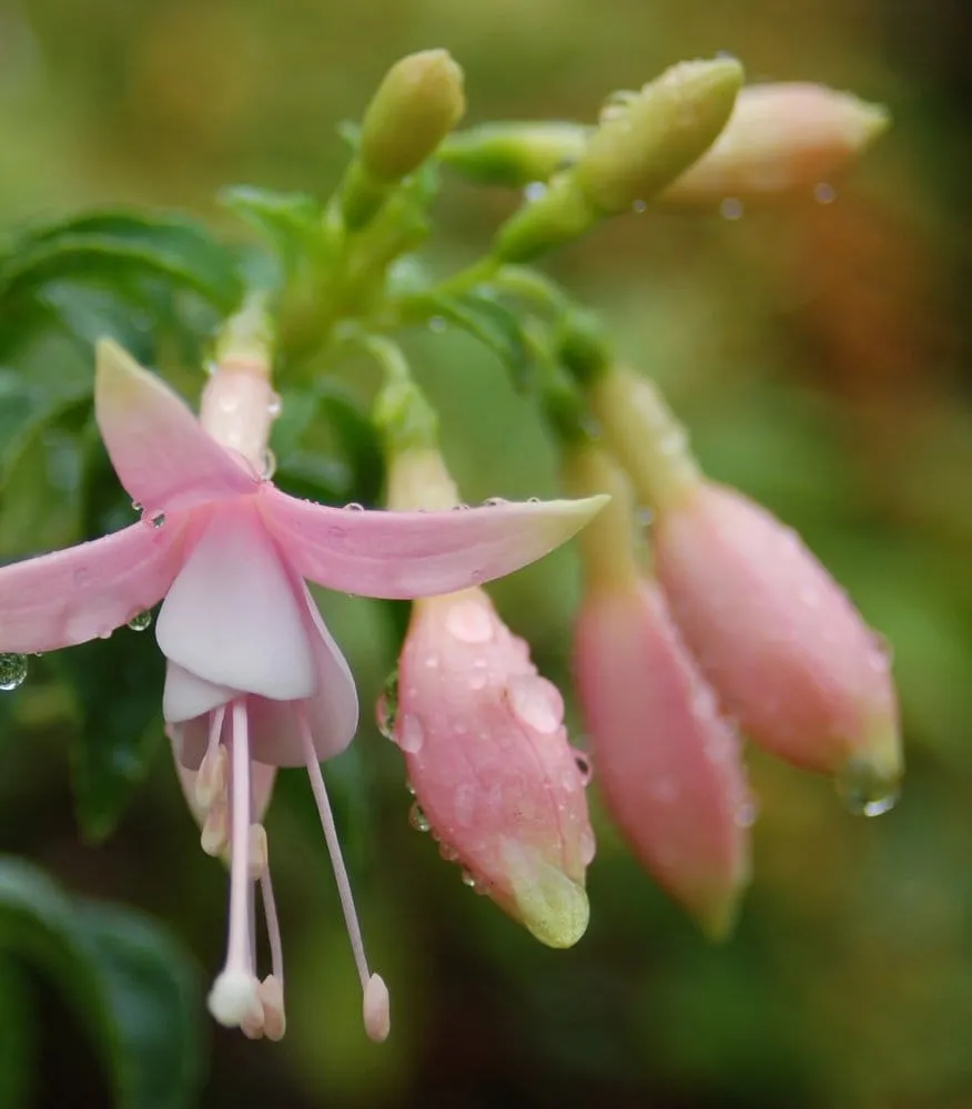 Top-rated landscape installation with custom design in Poulsbo, WA by Native Root Designs, LLC