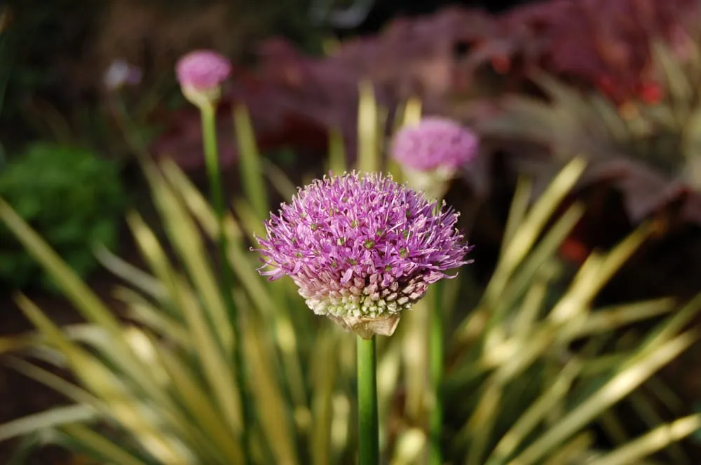 Trusted garden landscaping for year-round maintenance in Poulsbo, WA by Native Root Designs, LLC