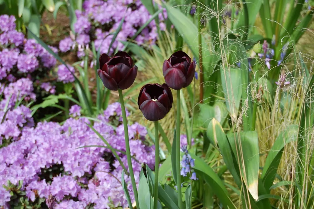 Local residential landscaping in Poulsbo, WA - Native Root Designs, LLC