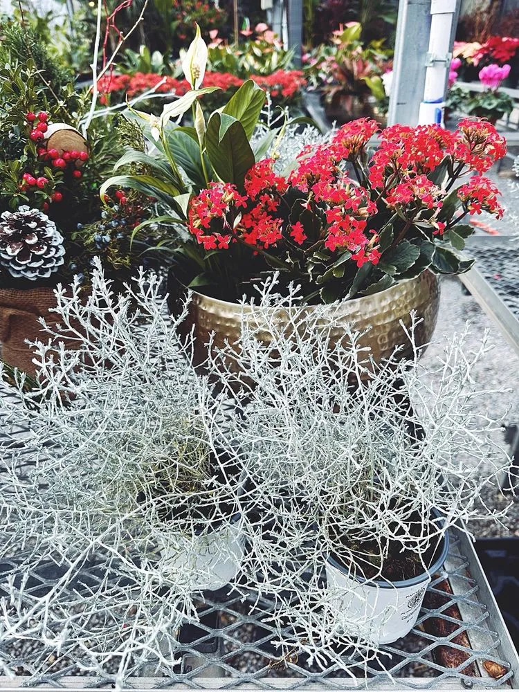 Affordable yard maintenance for year-round maintenance in Cincinnati, OH by Native Roots