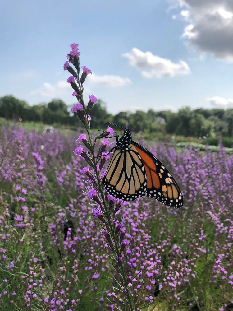 Professional landscaping services experts serving Washington DC, DC - Native Roots Landscaping