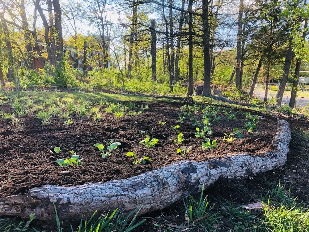 Reliable landscape design in Washington DC, DC by Native Roots Landscaping