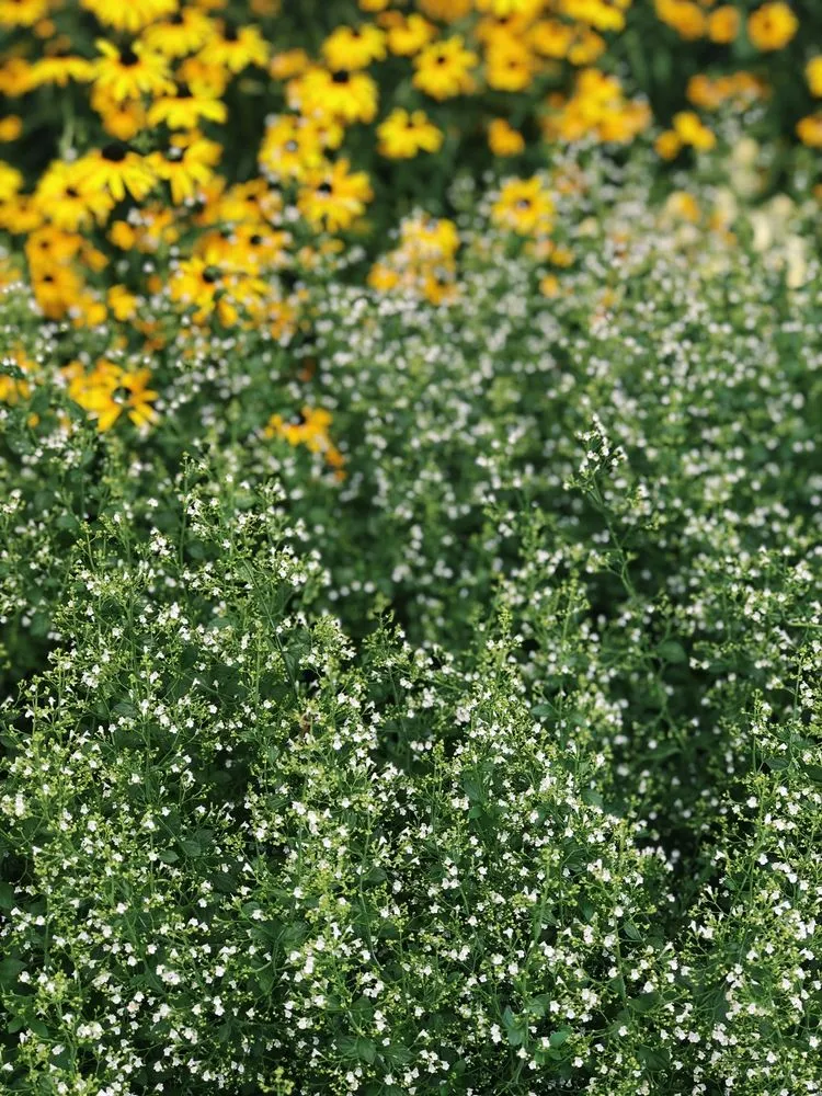 Top-rated residential landscaping experts serving Washington DC, DC - Native Roots Landscaping