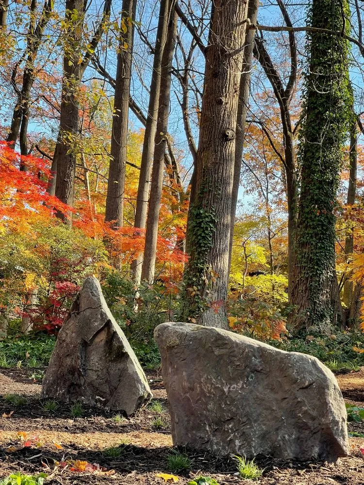 Local yard maintenance in Washington DC, DC - Native Roots Landscaping