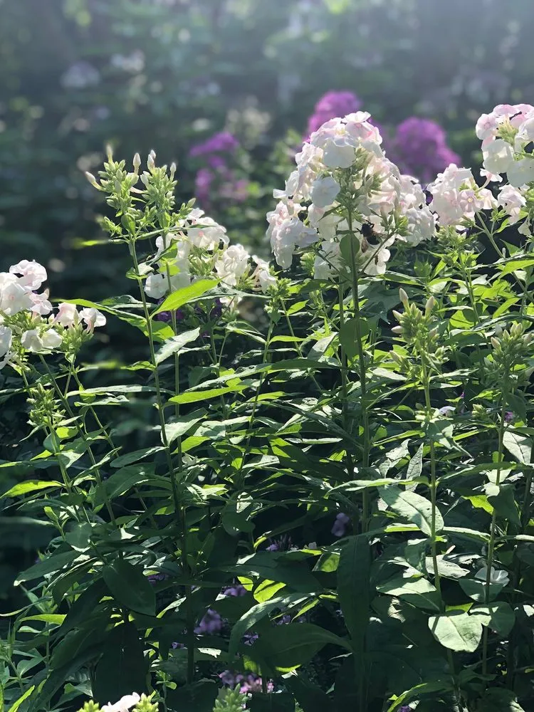 Custom lawn mowing service experts serving Washington DC, DC - Native Roots Landscaping