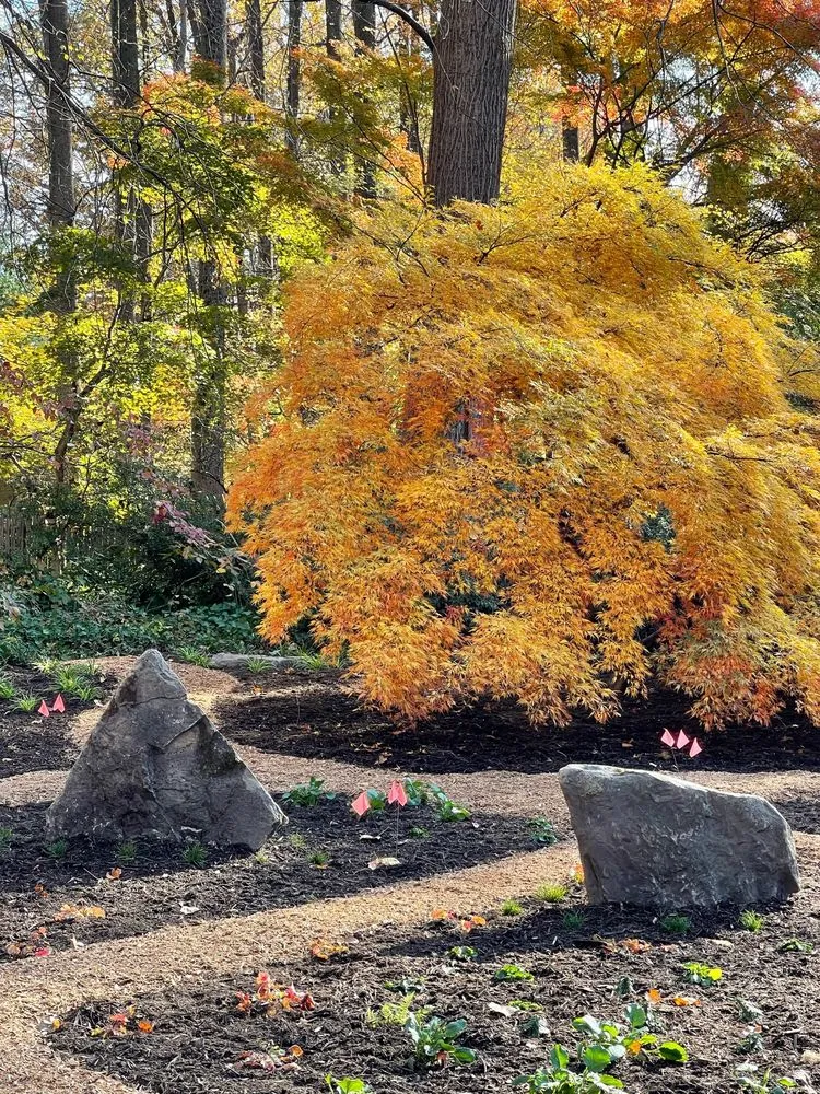 Top-rated landscaping services for year-round maintenance in Washington DC, DC by Native Roots Landscaping