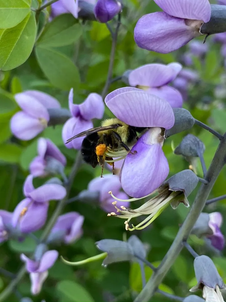 Top-rated lawn mowing service in Washington DC, DC by Native Roots Landscaping