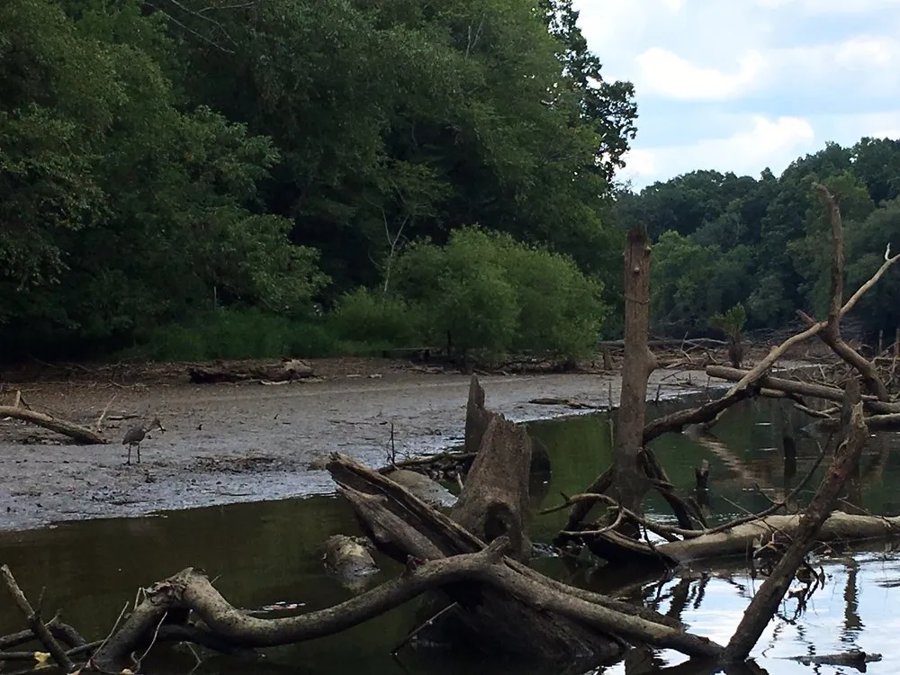 Top-rated yard maintenance in Asheville, NC - Native Roots NC